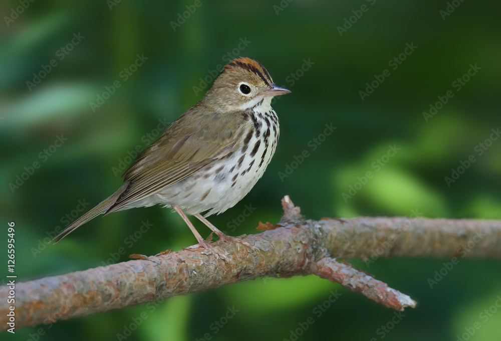 Obraz premium Ovenbird