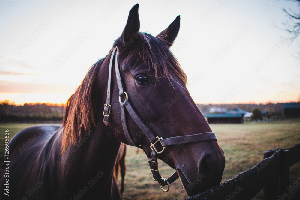 Obraz premium Horse close up on a horse farm
