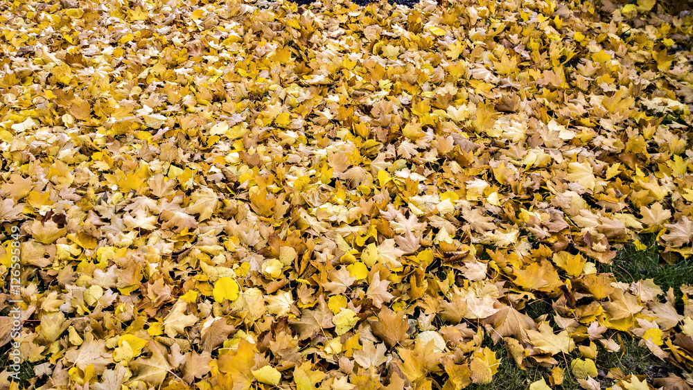 Fall Colors Fall Colors