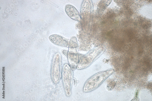 Fotografie Paramecium is a genus of unicellular ciliated protozoa