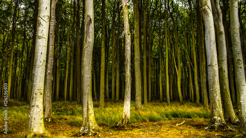 tiefer Märchenwald mit moosbedecktem Boden