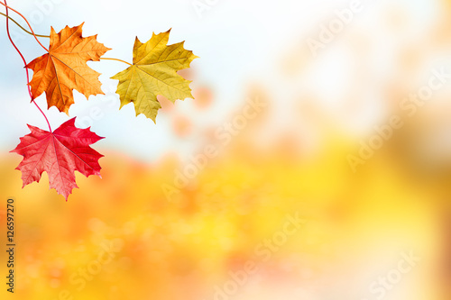 Autumn landscape. Beautiful  leaves. Colorful trees