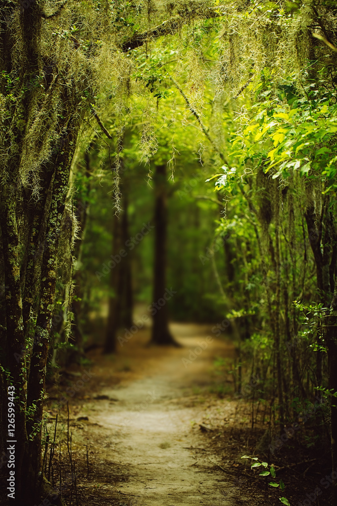 Obraz premium Trail through Louisiana forest along Spanish Moss hanging down from the trees