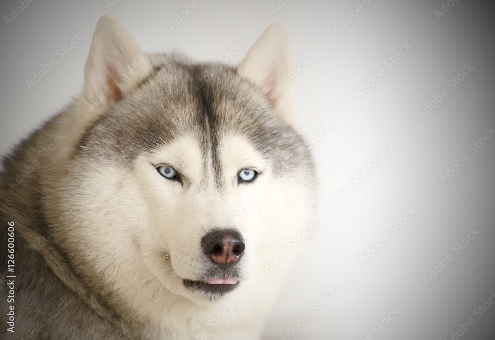 Siberian husky, blue eyes