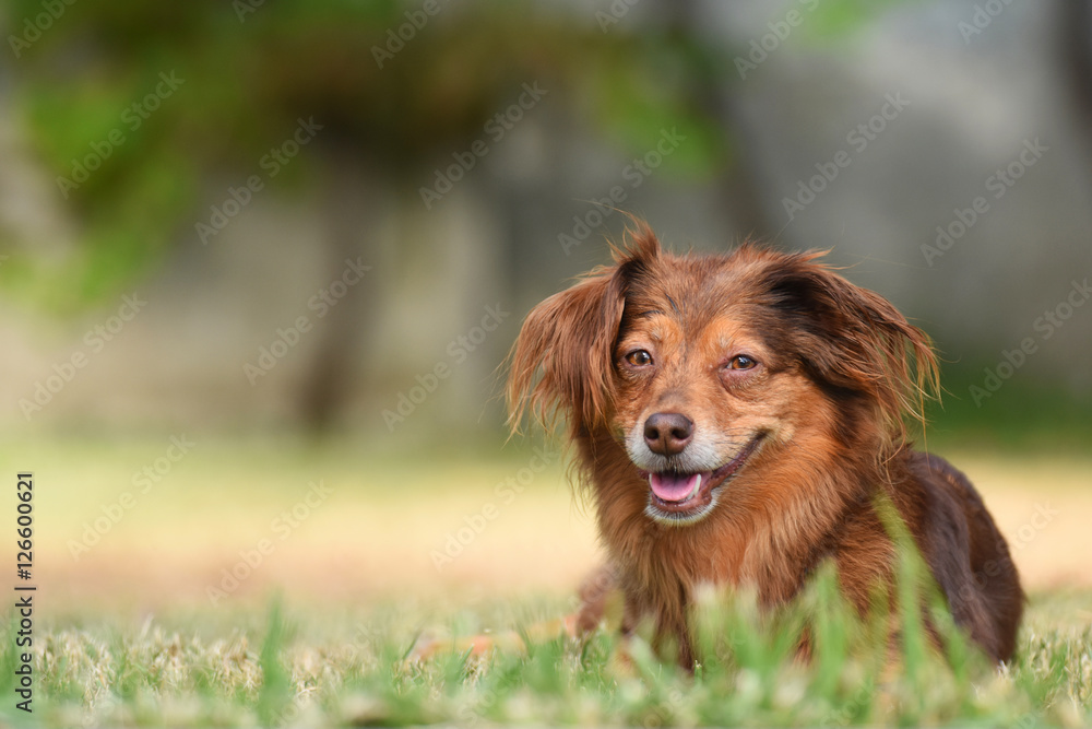 portrait of a brown dog
