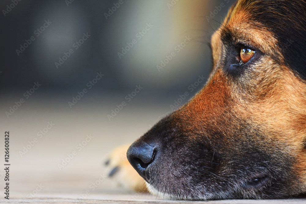 portrait of a black dog
