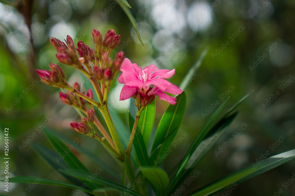 Fototapeta premium plants