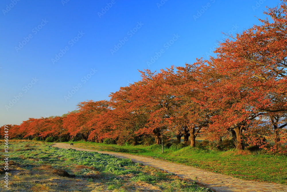 展勝地　桜並木の紅葉