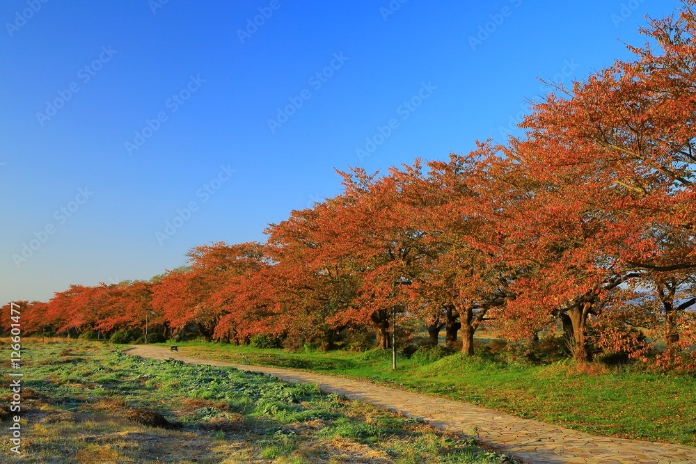 展勝地 桜並木の紅葉 展勝地 桜並木の紅葉