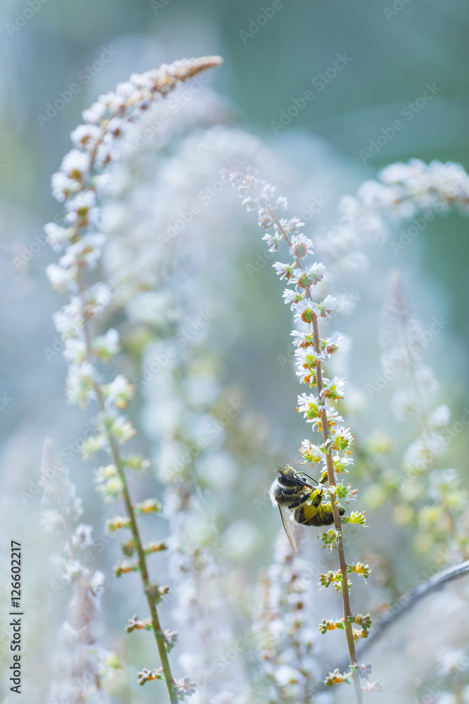Fototapeta premium honey beed feeding on white flowers