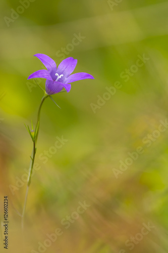 purple wildflower in the field