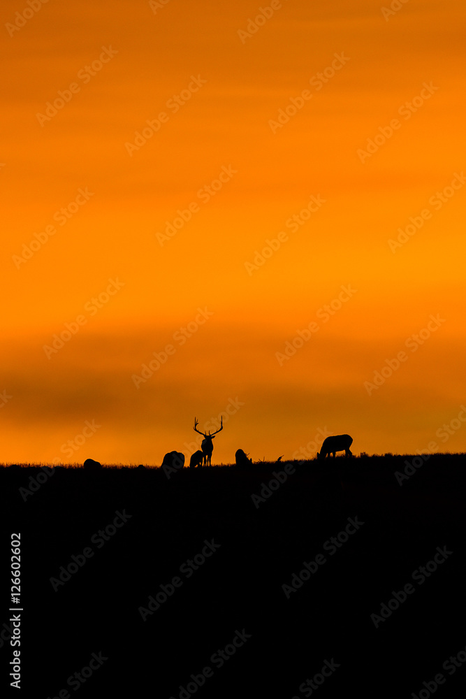 Elk at sunrise