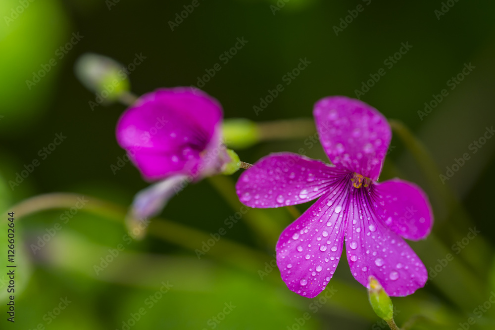 pink flowers with water drops in the field pink flowers with water drops in the field