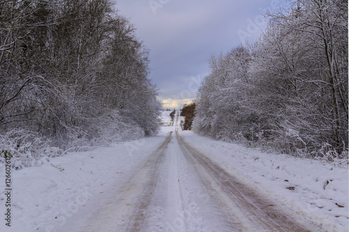 Forest roads in winter