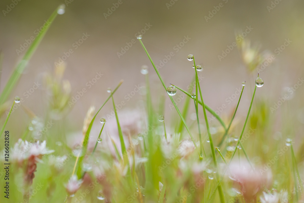 green herbs with water drops green herbs with water drops