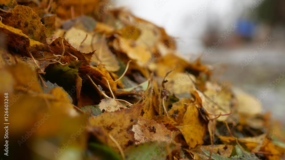 heap of dirty wet yellow leaves trees autumn background nature