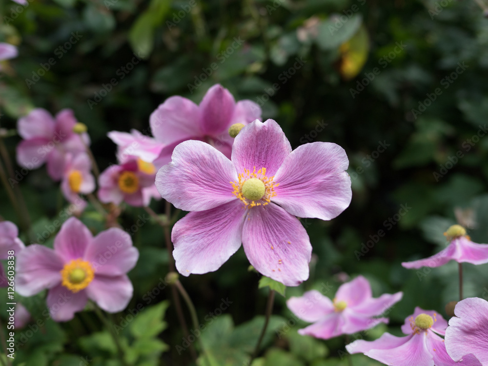 garden centre retail plant nursery for gardeners and gardening garden centre retail plant nursery for gardeners and gardening