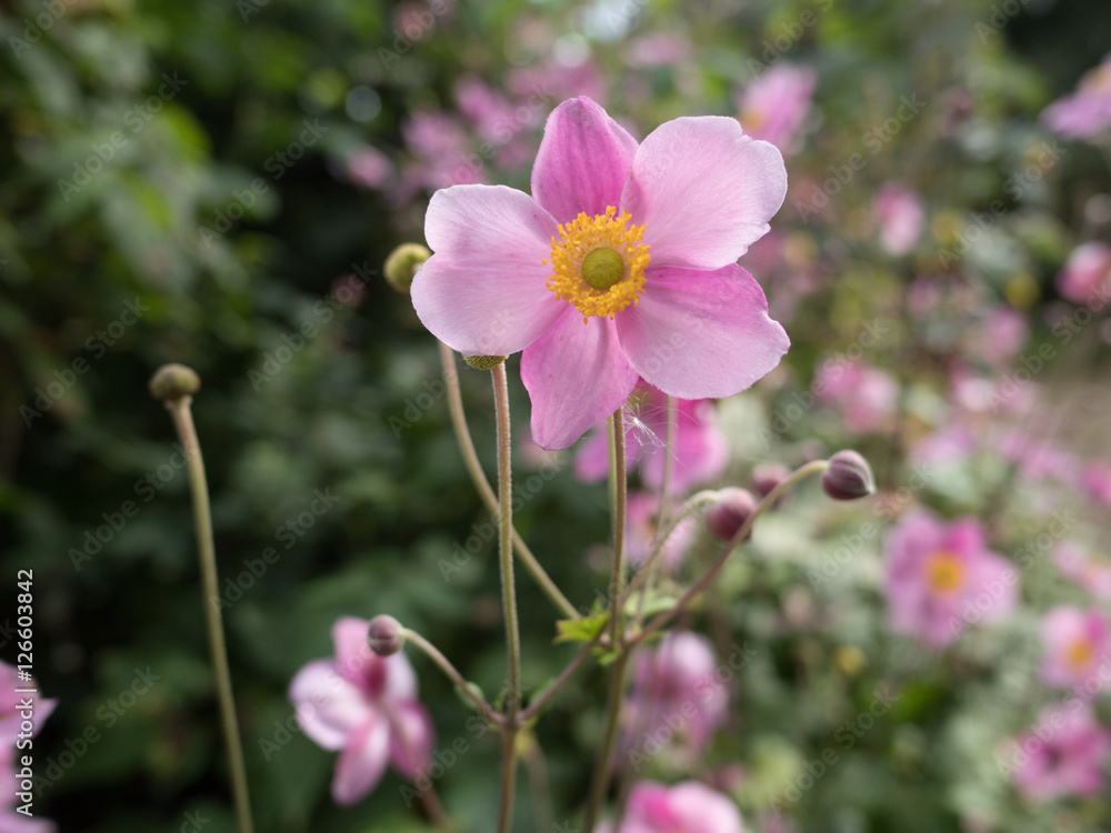 garden centre retail plant nursery for gardeners and gardening garden centre retail plant nursery for gardeners and gardening