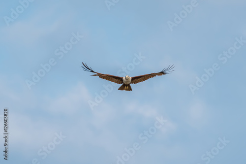 eagle hawk flying in the blue sky