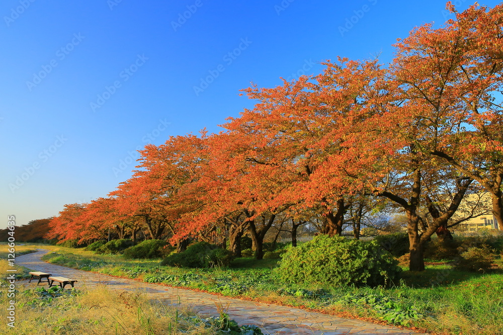 Fototapeta premium 展勝地 桜並木の紅葉