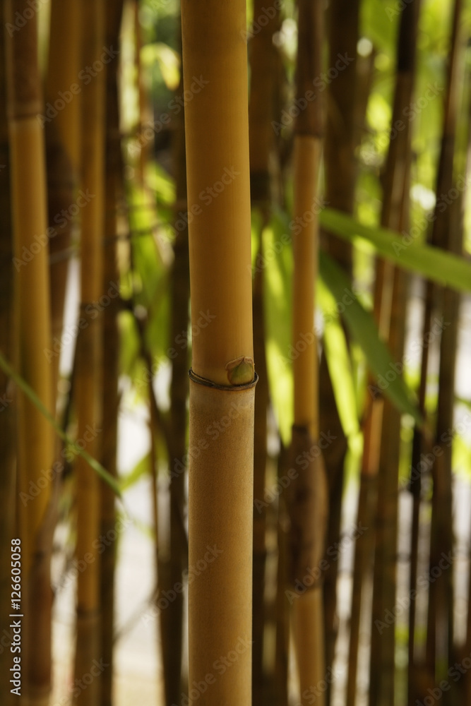 Fototapeta premium brown bamboo shoot