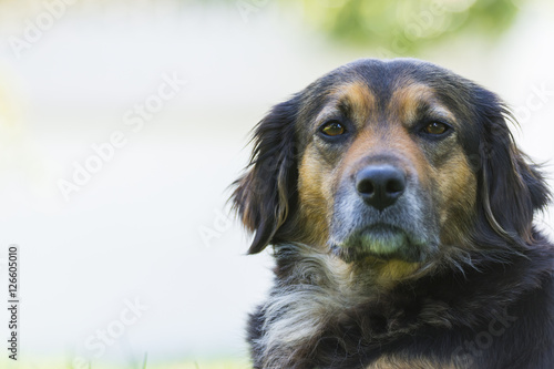 portrait of a black dog