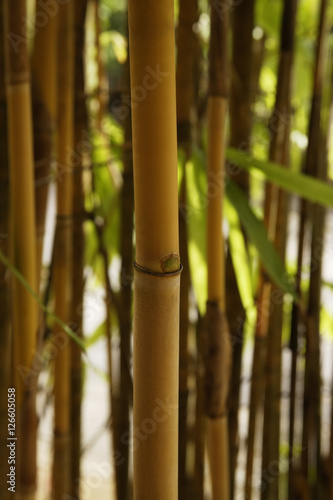 brown bamboo shoot