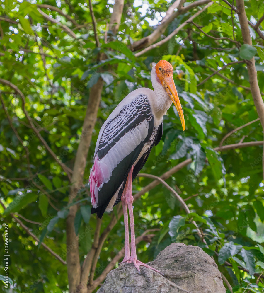 Fototapeta premium Painted stork and green background.