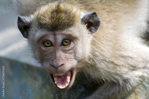 Bild auf Leinwand Angry wild monkey (long-tailed macaque) close up