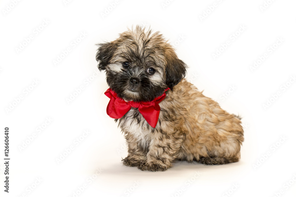 Cute puppy with a red bow and white background Cute puppy with a red bow and white background