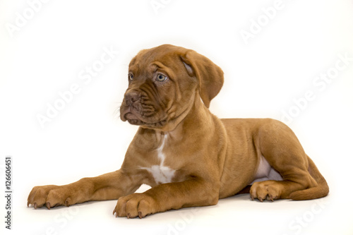 French Mastiff With White Background And Side View 