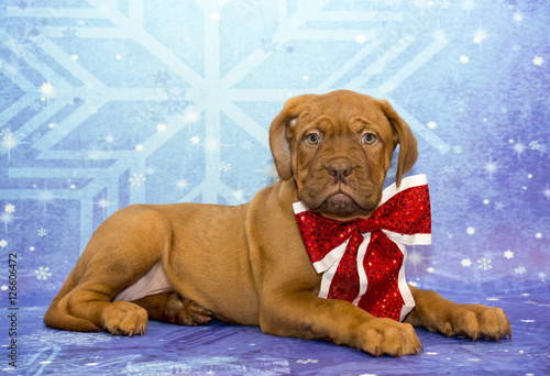 Holiday Dogue De Bordeaux with a bow 