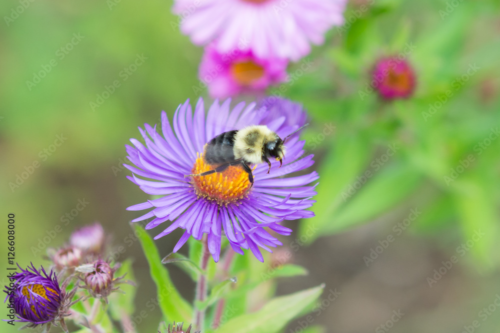 Bee in Flight Bee in Flight