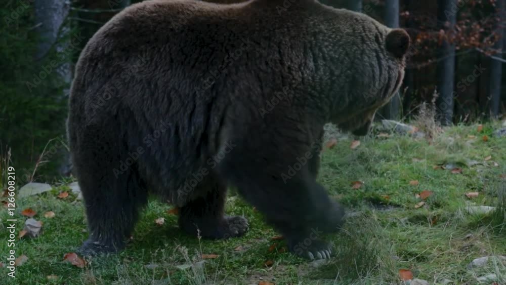 Big brown bear lying on the ground, and then gets up and leaves Big brown bear lying on the ground, and then gets up and leaves
