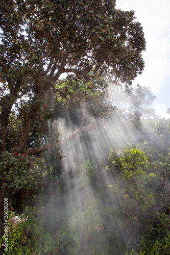 Sunbeams through trees at Volcano National Park