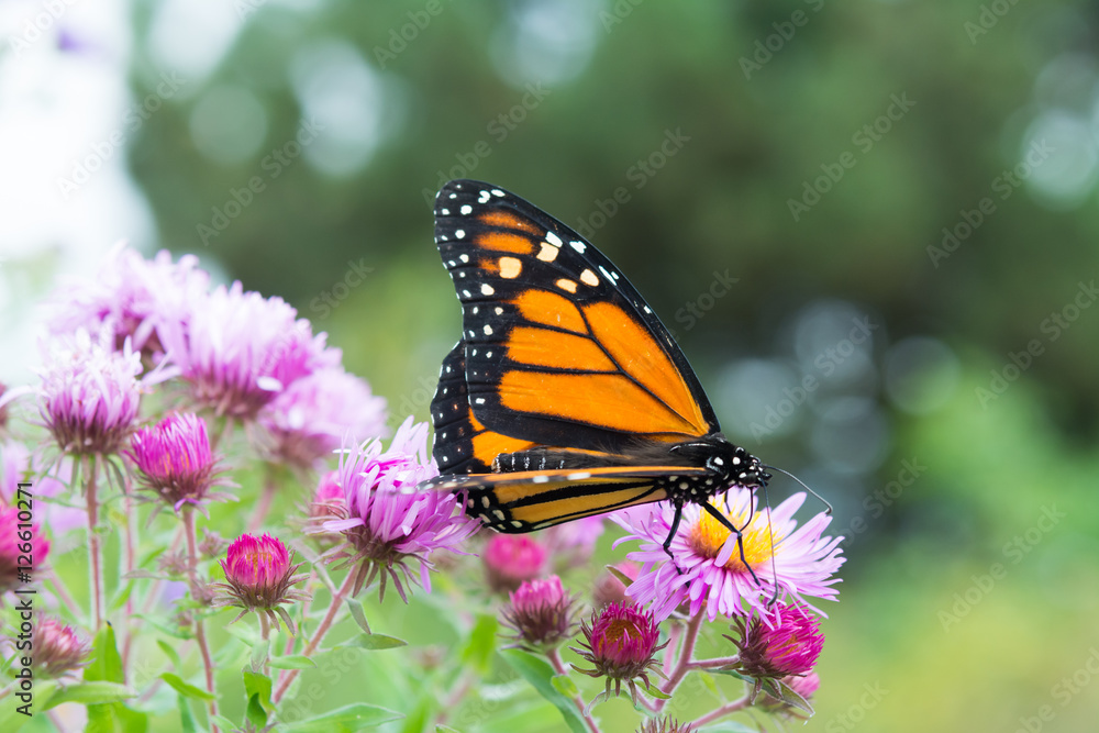 Butterfly on Flower Butterfly on Flower