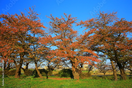 展勝地 桜並木の紅葉