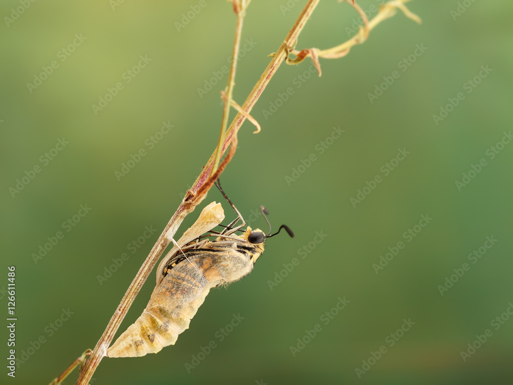 Naklejka premium Zbliżenie niesamowity moment o motyle (Papilio machaon) wyłaniającym się z poczwarki na gałązce na zielonym tle. płytkie dof