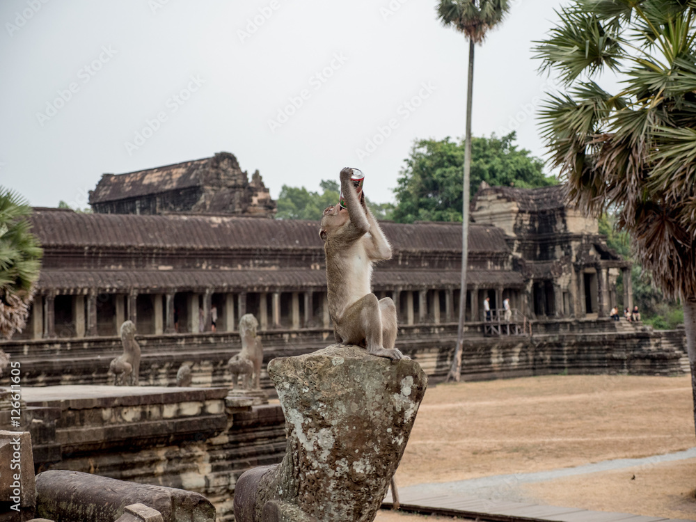 Monkey on rock drinking out of a can in front of Angkor Wat, Cambodia