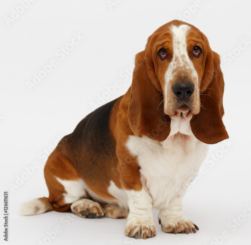 Dog, basset hound, isolated 