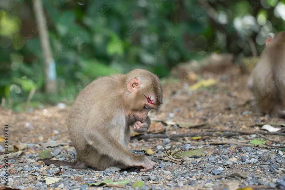 Fototapeta premium Head wound monkey is sitting and looking for something to eat in