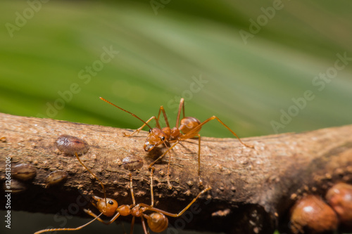 Red ant macro view in nature © midobun2014
