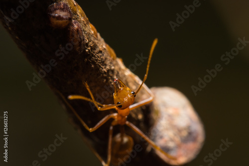 Red ant macro view in nature