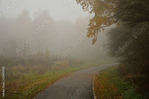 Ulica z drzewami w mglisty dzień.