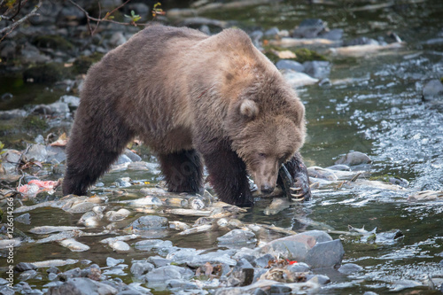 Three year old Kodiak Bear making quick use of it's claws.