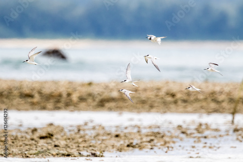 migratory of Whiskered Tern