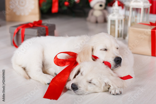 Fototapeta Naklejka Na Ścianę i Meble -  Two dog breed Golden Retriever,a sweet sleep on the white floor in the room,on the neck of the puppy tied with red ribbons,a festive picture on the background of the Christmas tree