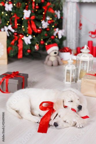 Fototapeta Naklejka Na Ścianę i Meble -  Two dog breed Golden Retriever,a sweet sleep on the white floor in the room,on the neck of the puppy tied with red ribbons,a festive picture on the background of the Christmas tree