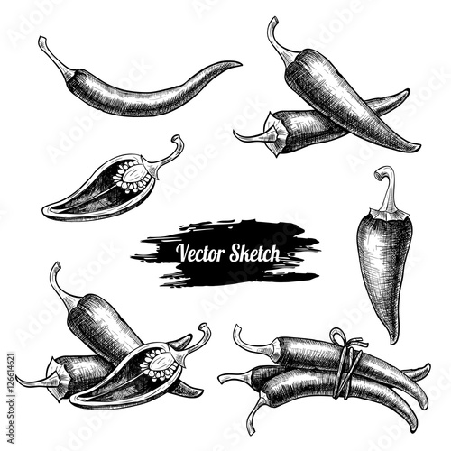 Vector chilli hand drawn sketch. Sketch vector  food illustration. Vintage style