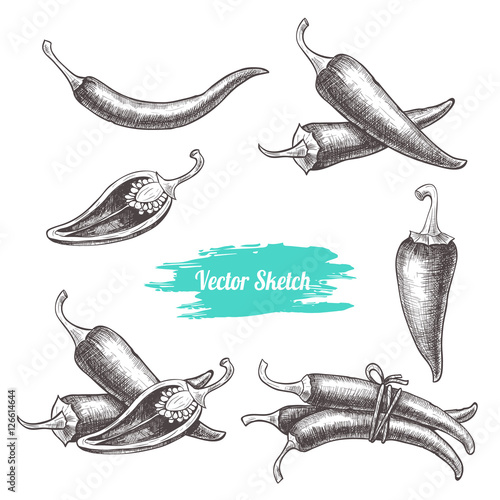 Vector chilli hand drawn sketch. Sketch vector  food illustration. Vintage style